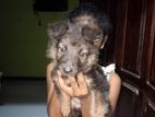 German Shepherd Puppys