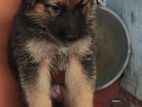 German Shepherd Puppies