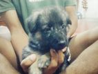 German Shepherd Puppies