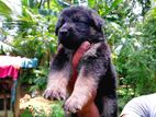 German Shepherd Puppies