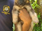 German Shepherd Puppies