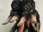 German Shepherd Puppies