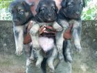 German Shepherd Puppies