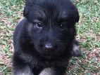 German Shepherd Puppies