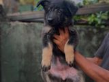 German Shepherd Puppies