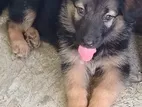 German Shepherd Puppy