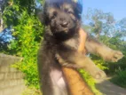 German Sheperd Puppy