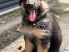 German Shepherd Puppies
