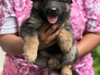 German Shepherd Puppies