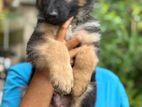 German Shepherd Puppies