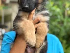 German Shepherd Puppies
