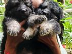 German Shepherd Puppies