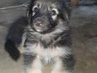 German Shepherd Puppys