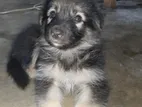 German Shepherd Puppys