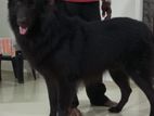 German Shepherd Dog
