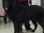 German Shepherd Dog