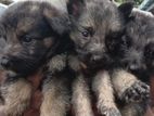German Shepherd Puppies