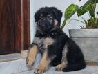 German Shepherd Puppies
