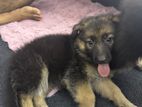German Shepherd Puppies