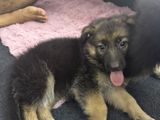 German Shepherd Puppies