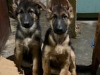 German Shepherd Puppies