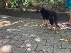 German Shepherd Puppy