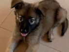 German Shepherd Puppy