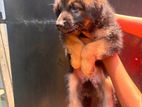 German Shepherd Puppies