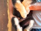 German Shepherd Puppies