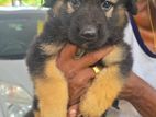 German Shepherd Puppy