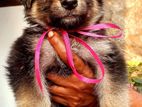 German Shepherd