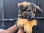 German Shepherd Puppy
