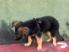 German Shepherd Puppy