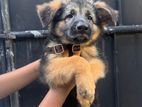 German Shepherd Puppies
