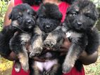 German Shepherd Puppies