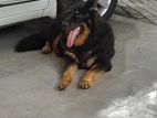 German Shepherd