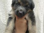 German Shepherd Puppy