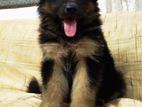 German Shepherd Puppy