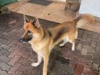 German Shepherd