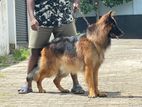 German Shepherd Dog for Crossing