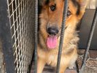 German shepherd