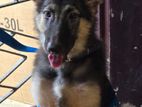 German Shepherd Puppies