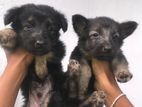 German Sherpherd Puppies