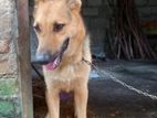 German Shepherd Dog for Kind Home
