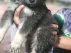 German shepherd for sale