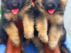 German Shepherd