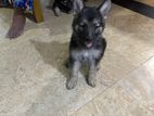 German Shepherd Puppies