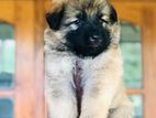 German Shepherd