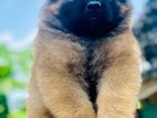 German Shepherd Puppy