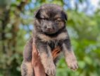 German Shepherd Puppies